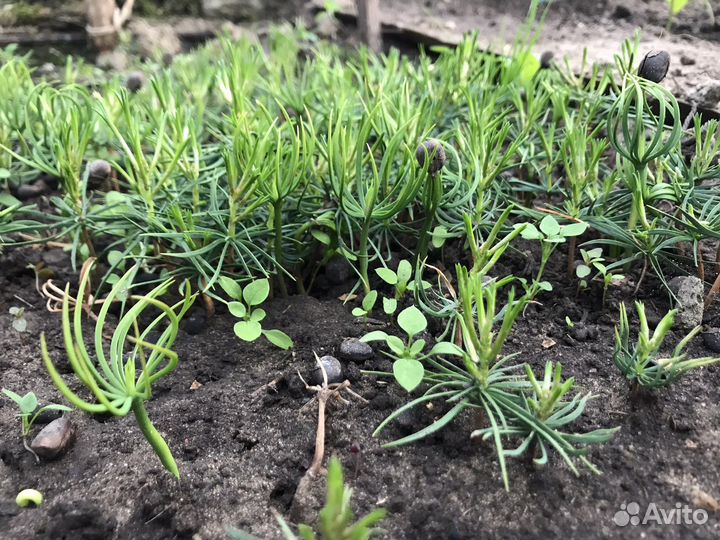 Малыши саженцы Сибирского кедра