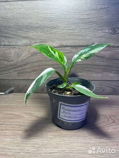 Филодендрон Вайт Принцесс