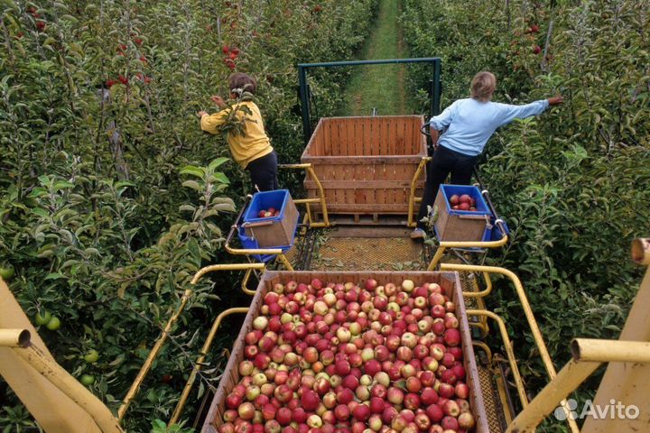 Разнорабочий на сбор яблок