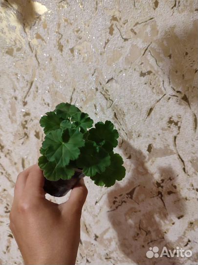 Пеларгония герань