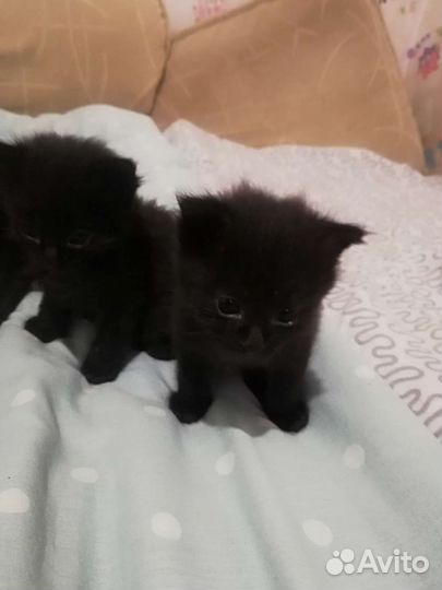 Кошка бесплатно