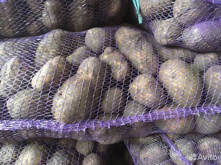Продам картофель