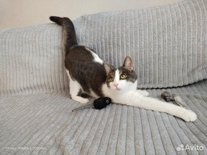 Кошка в дар