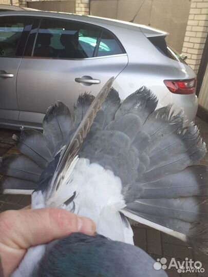 Николаевские голуби