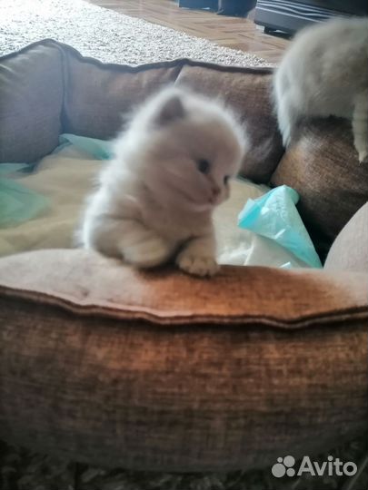 Британские котята