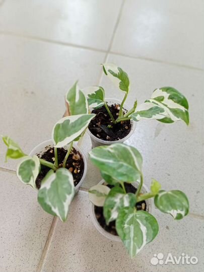 Сциндапсус - эпипремнум