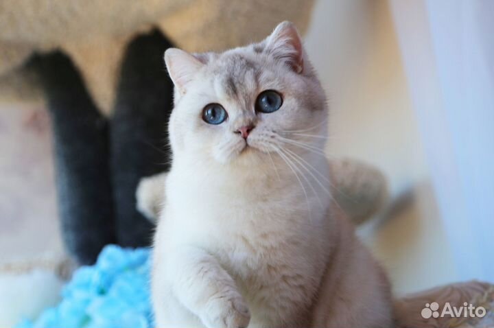 Несет циннамон И фавн, золото 12