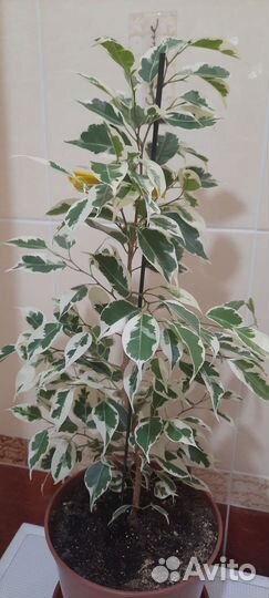 Бенджамина разные