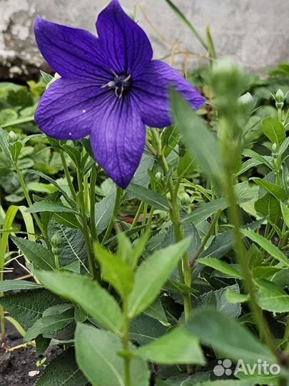 Плактодоний