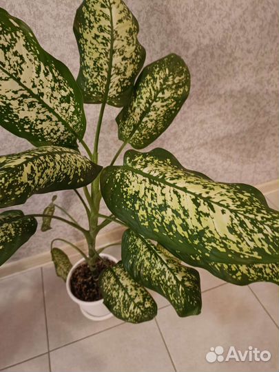 Диффенбахия