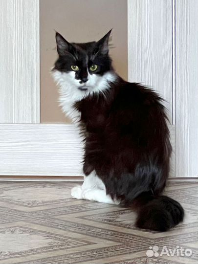 Молодой котик маркизного окраса в дар