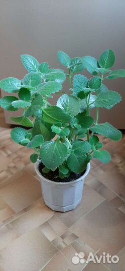 Комнатная мята (плектрантус), душистая герань