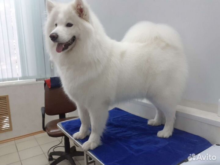 Стрижка собак и кошек. Груминг