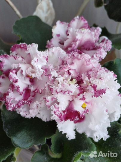 Фиалка(укорененные листики)