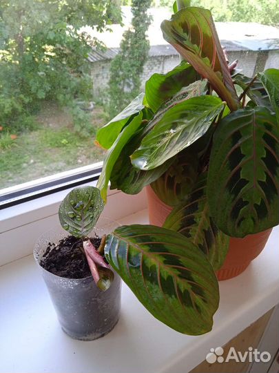 Маранта триколор