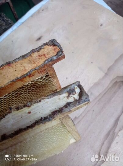 Прополис пчелиный