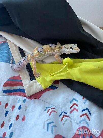 Эублефар с террариумом