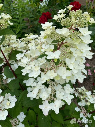 Гортензия метельчатая