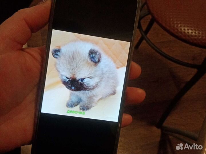 Шпицы померанцы