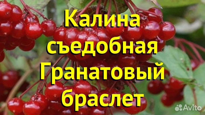 Саженцы калины Гранатовый браслет