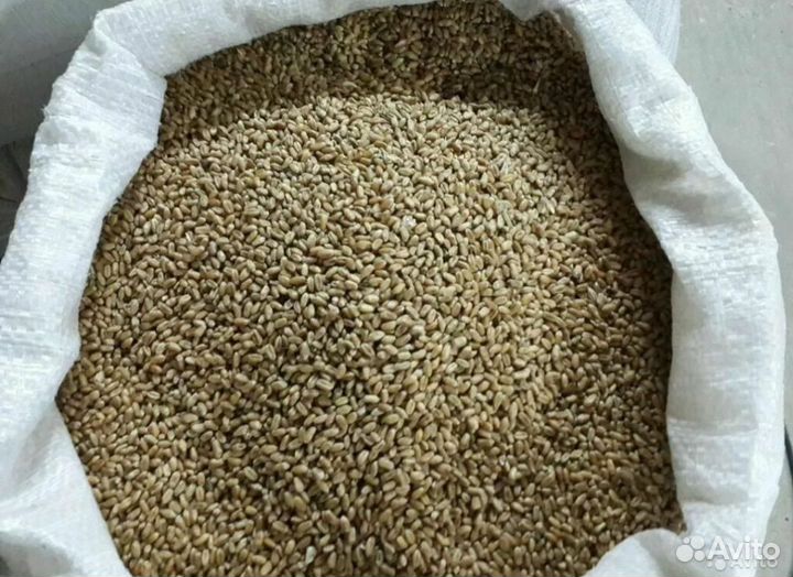 Зерно пшеница