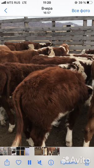 Продам бычков и телок