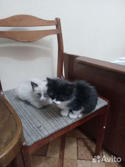 Котенок 2 месяца