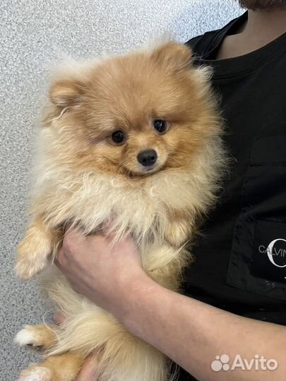 Щенки шпица