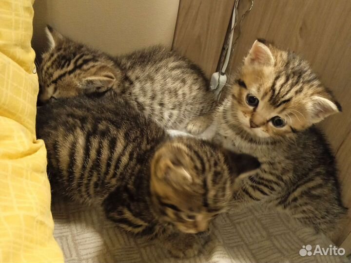 Котята 1,5 месяца