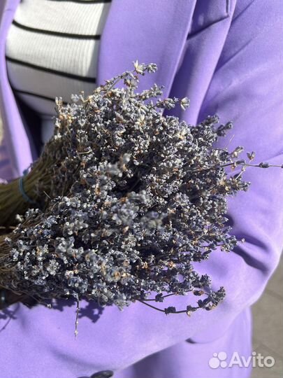 Лаванда сухоцвет