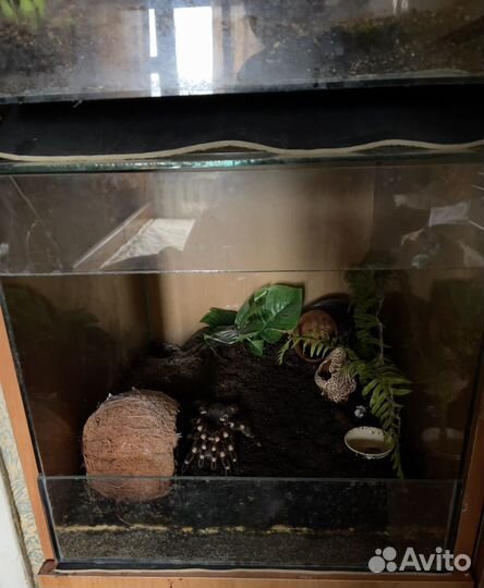 Паук птицеед