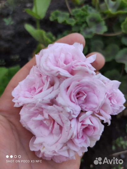 Пеларгония Millfield Rose