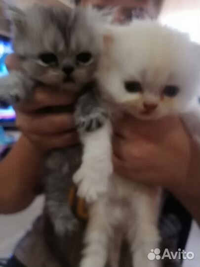 Персидская