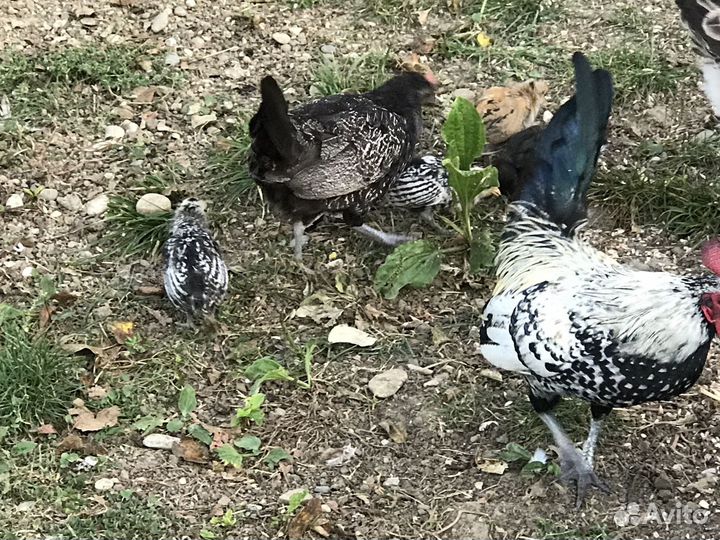 Китайские карликовые куры