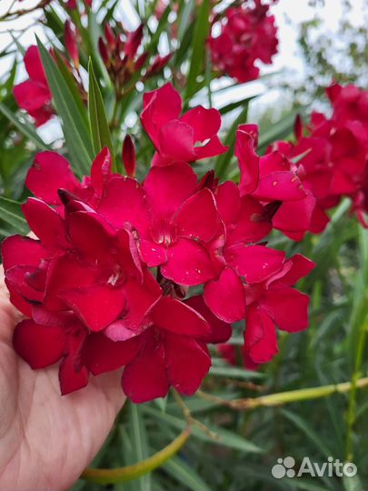 Олеандры разные