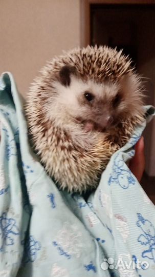 Африканский ежик