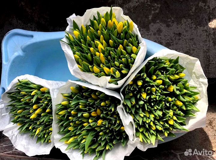 Тюльпаны опт