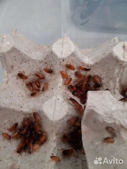 Кормовые насекомые