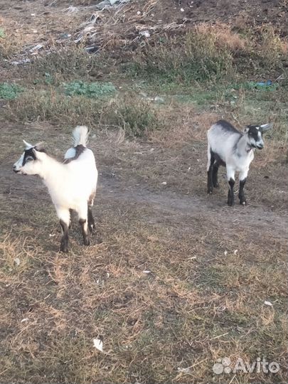 Козочки и козлики