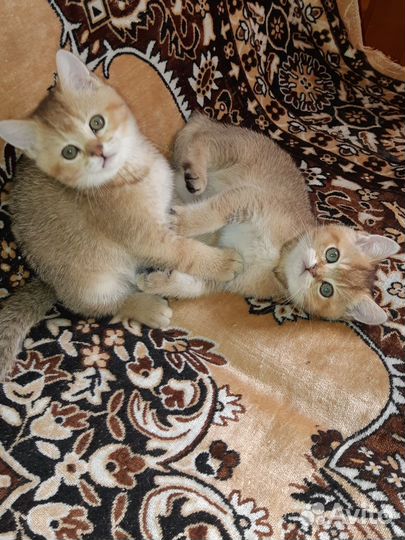 Шикарные,породные котята