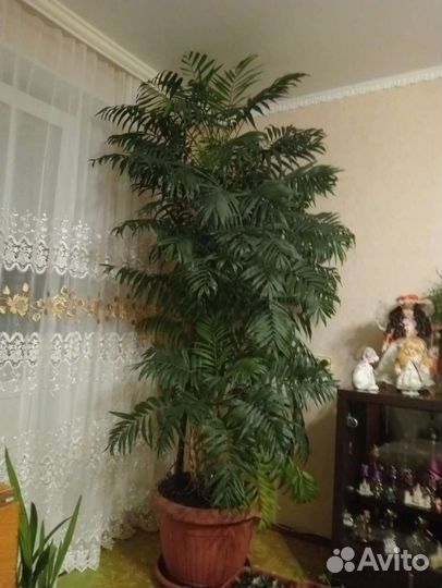 Хомедорея изящная