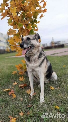 Собака