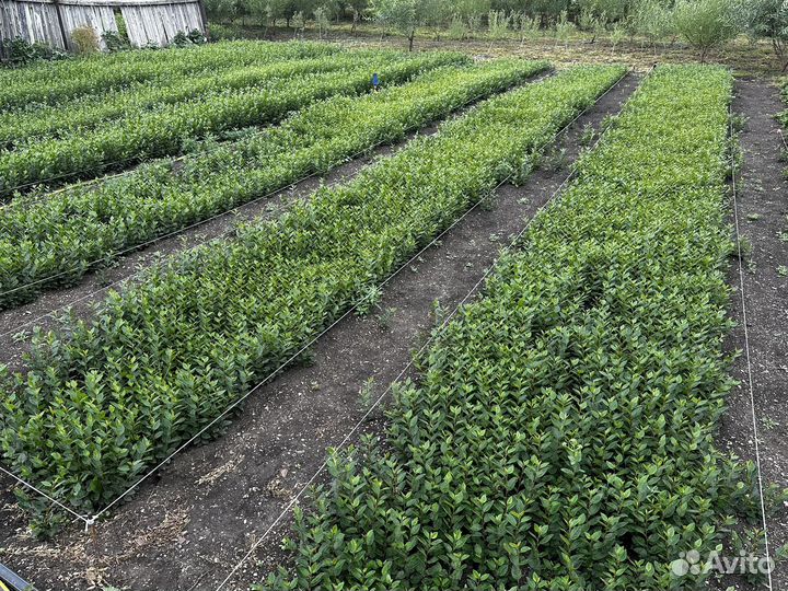 Сеянцы Кизильника Блестящего