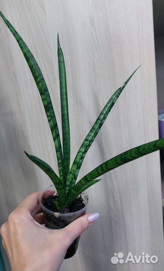 Сансевиерия «мото» и кирка