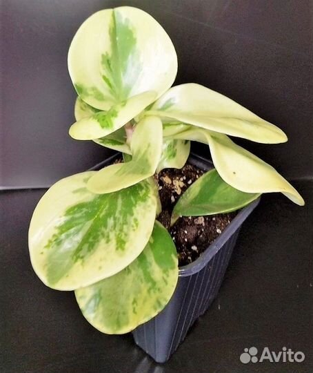 Пеперомии микс