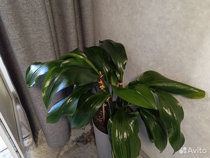 Эухарис амазонская лилия