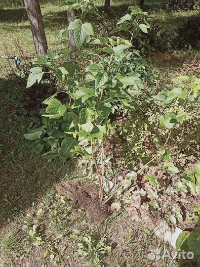 Черная и Красная смородина саженцы Ягоды