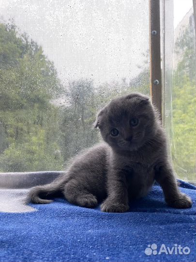 Шотландские котята