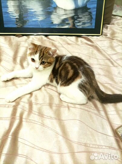 Шоколадный мраморный арлекин