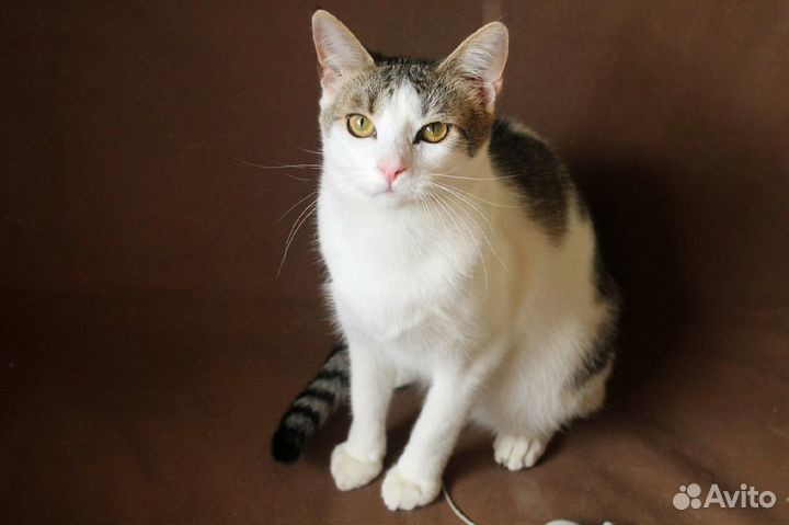 Необычный котик, который подойдет любому